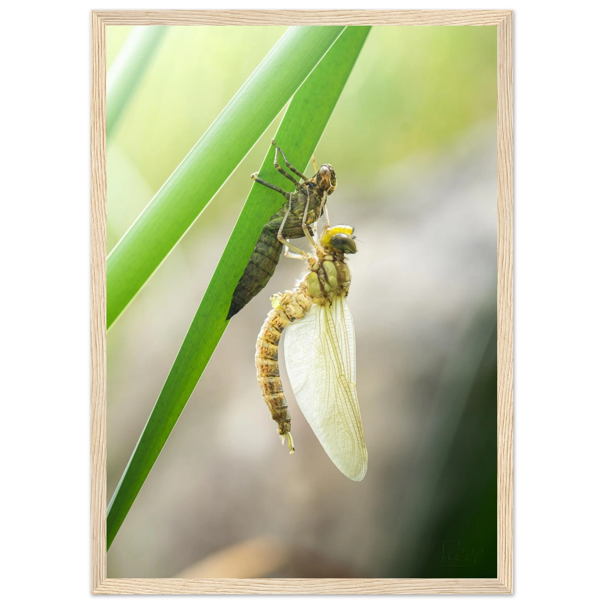 003642dd-a9a1-4948-bc19-15dce57ad1dd