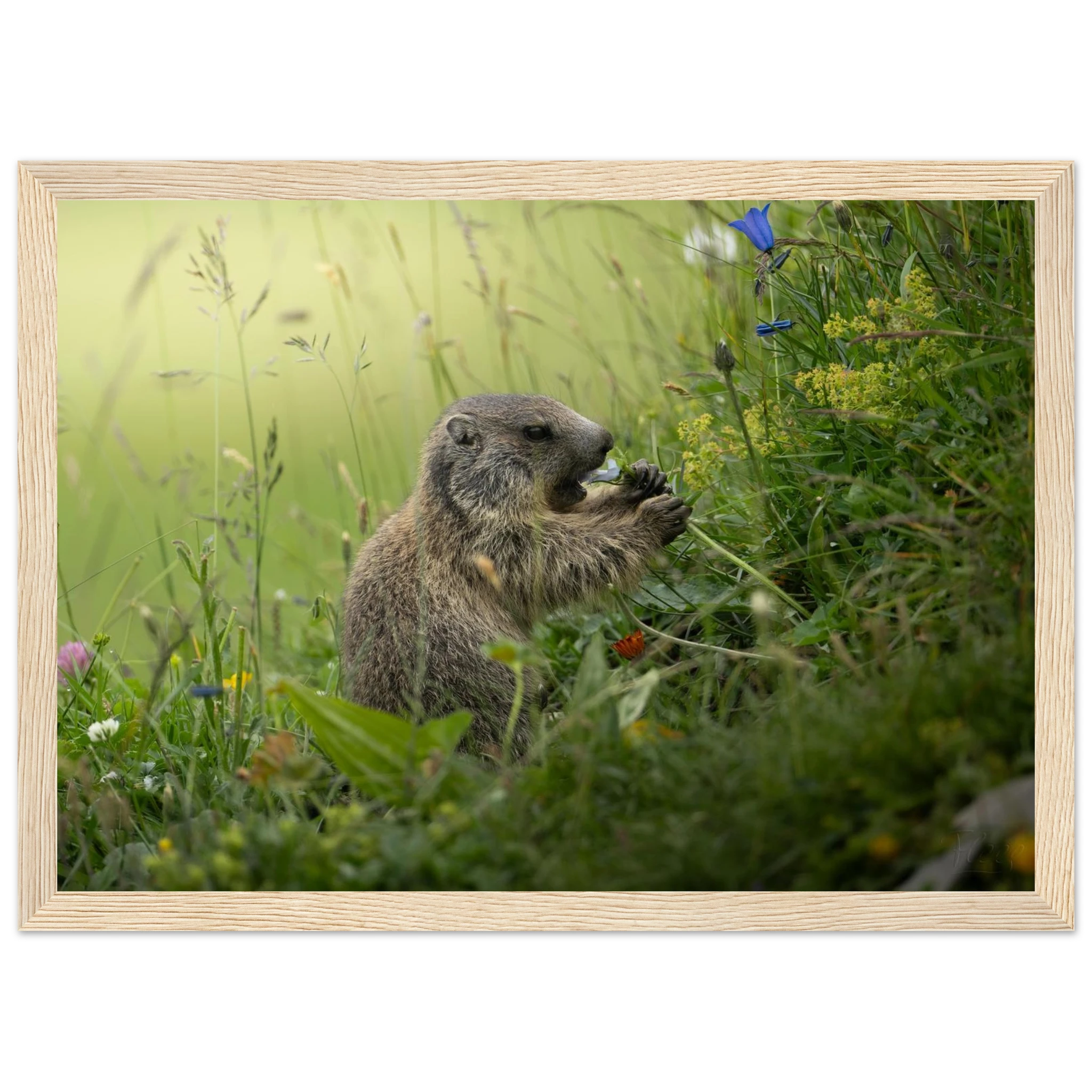 227636fa-a4d2-4c70-b830-3df3e0e44237