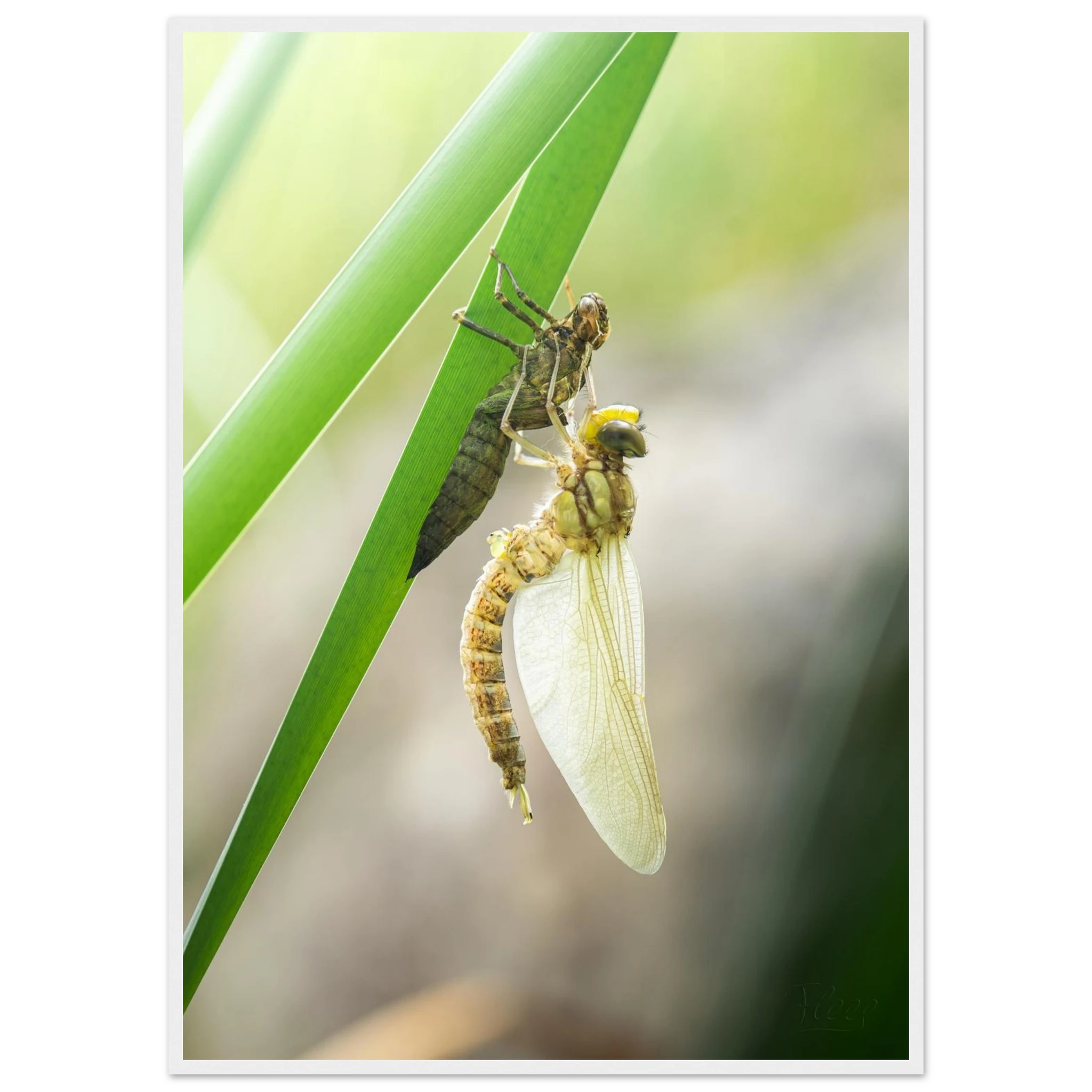 2d2df948-bdbb-4594-a85a-4322dd153ece