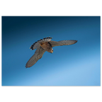 316c89bf-0d38-4e52-9284-45457f6b7b48