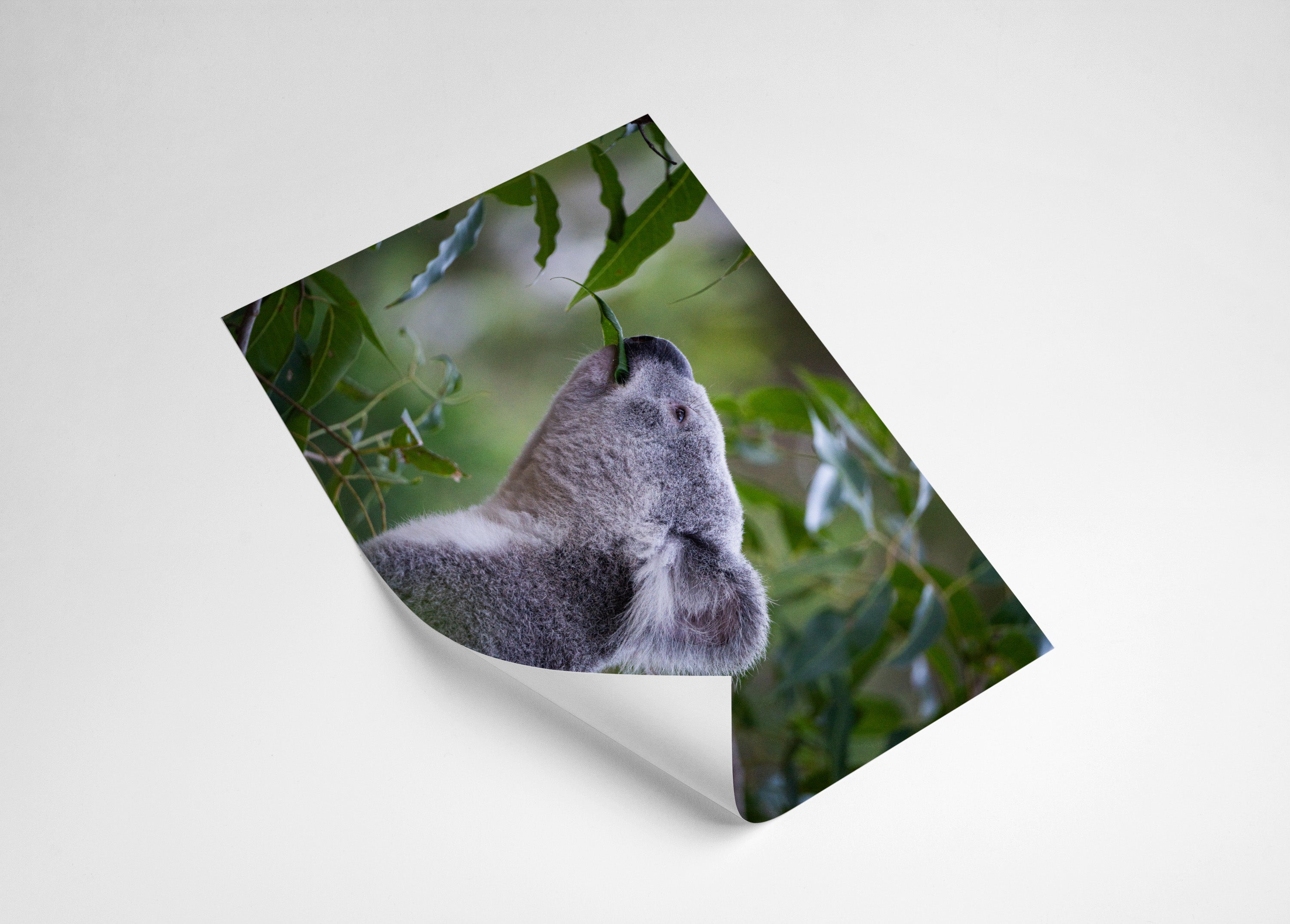 33085051-8e5b-4b0e-afb8-f742c9d1f4d7