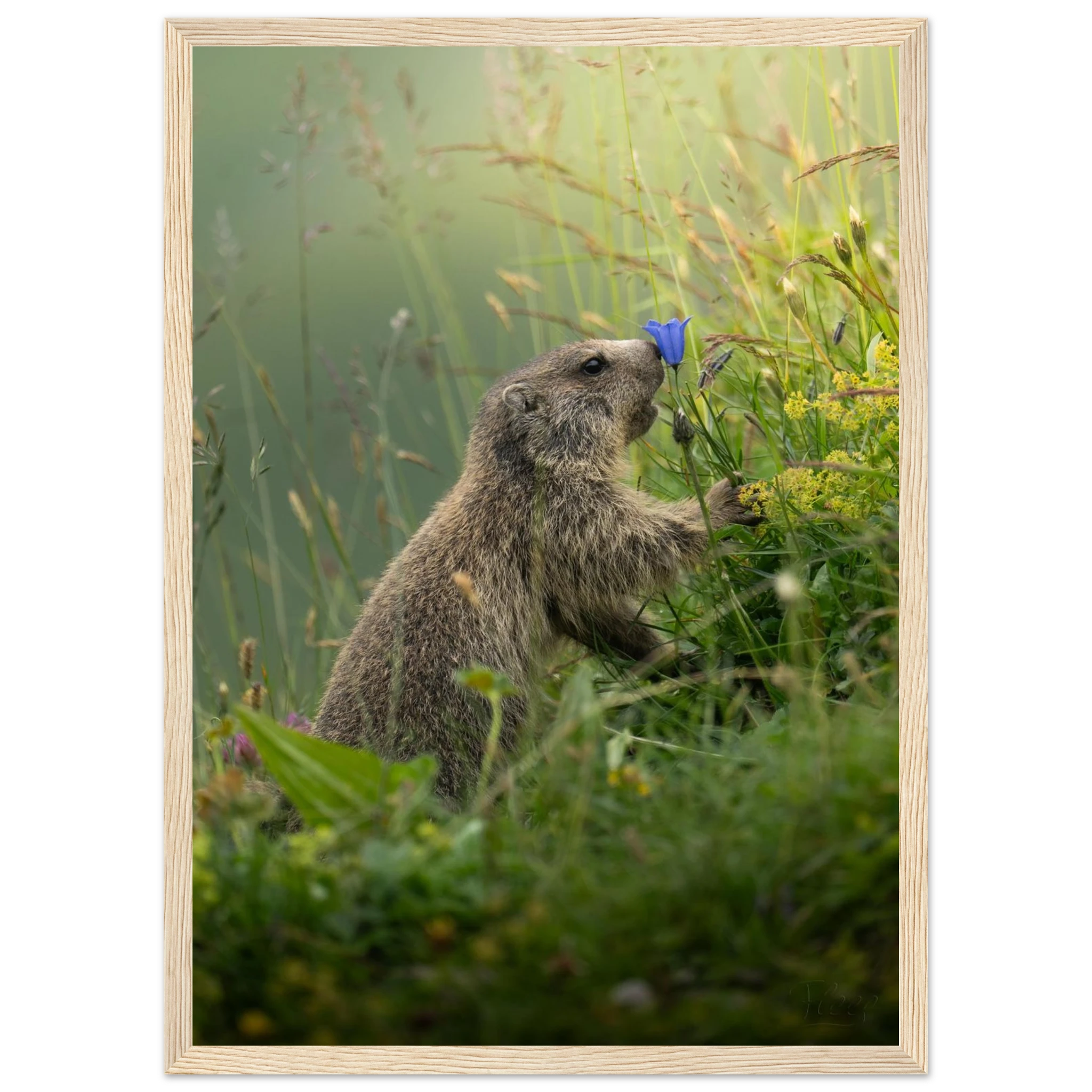 365dc29e-ea8f-4b77-9263-a271006c5766