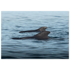 37f1f4bf-1971-4720-b3ec-e9775f768f38