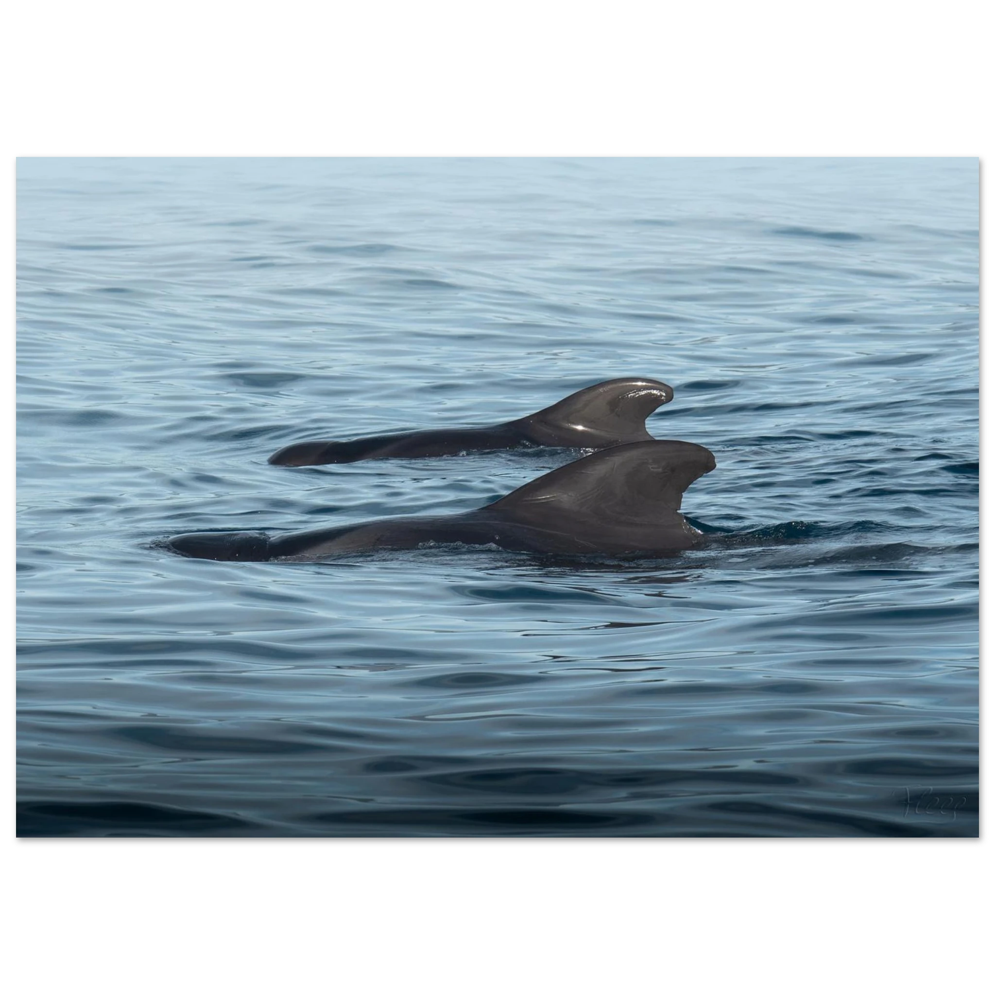 37f1f4bf-1971-4720-b3ec-e9775f768f38