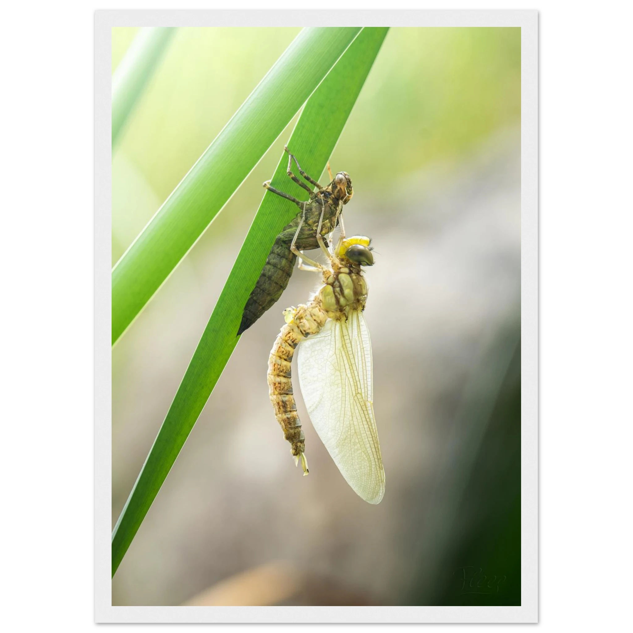 5f500fab-4cbb-4441-bb02-16f5661d694d