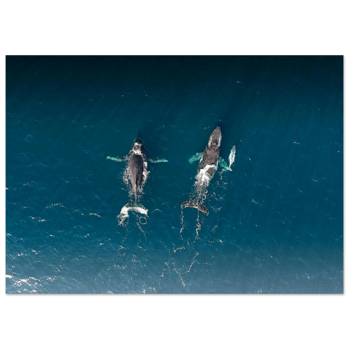 68b281d8-0a97-4403-9fb0-14deb0258790