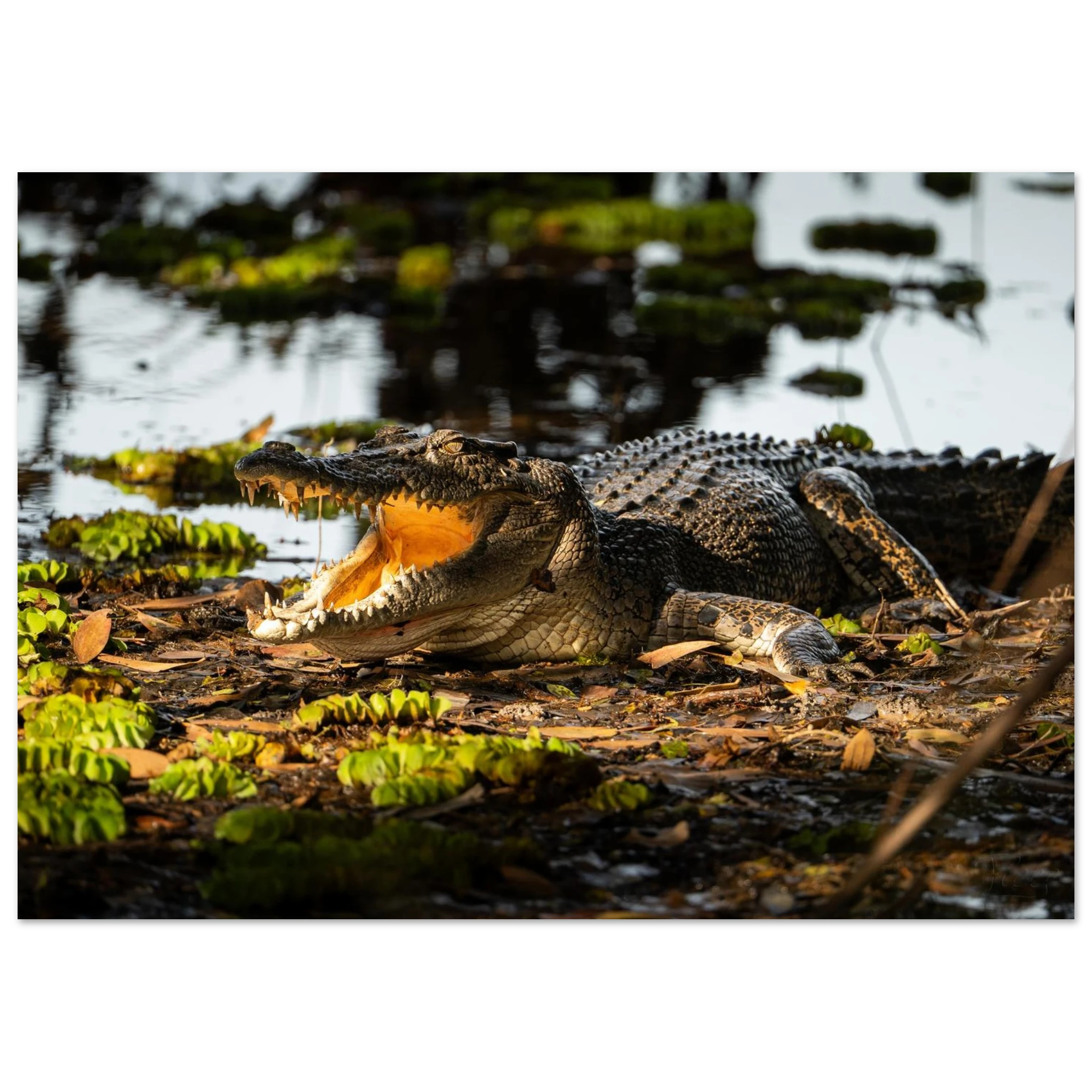 6c97125d-30af-45e6-9586-2b0ac908a6bd