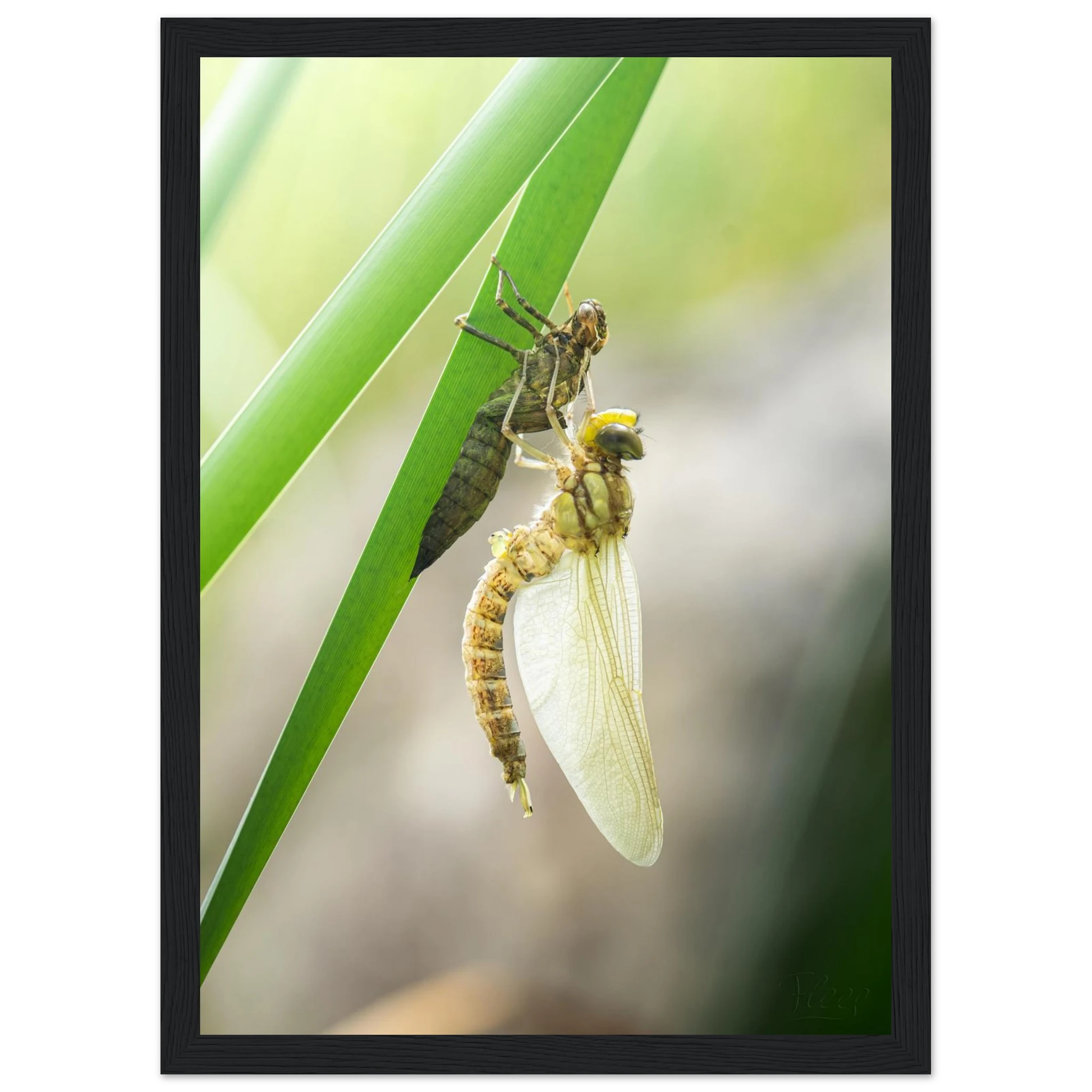 74cb1996-f89a-453a-b96b-fdbe31504431