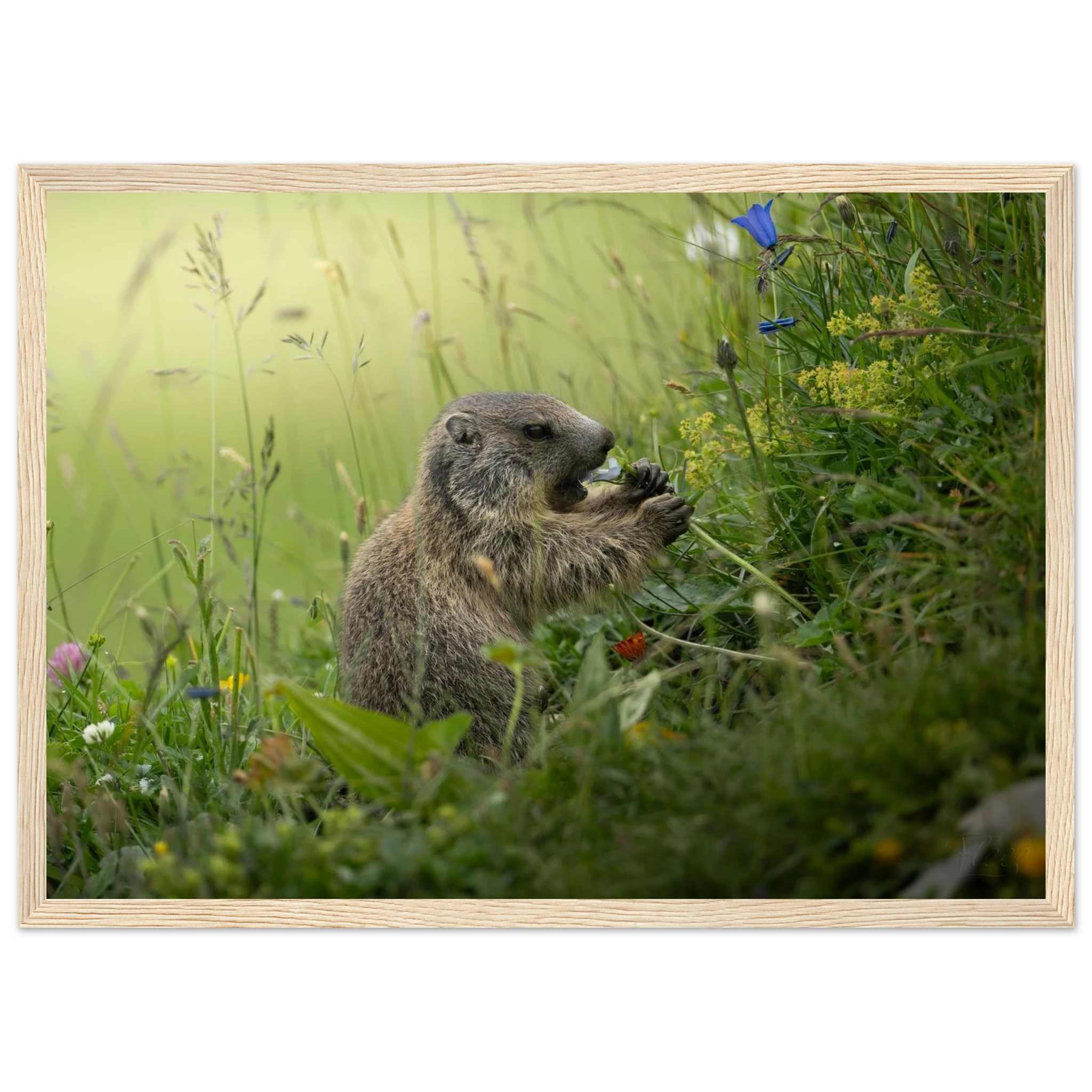 84992396-3026-46b2-906f-36bf2eb5681c