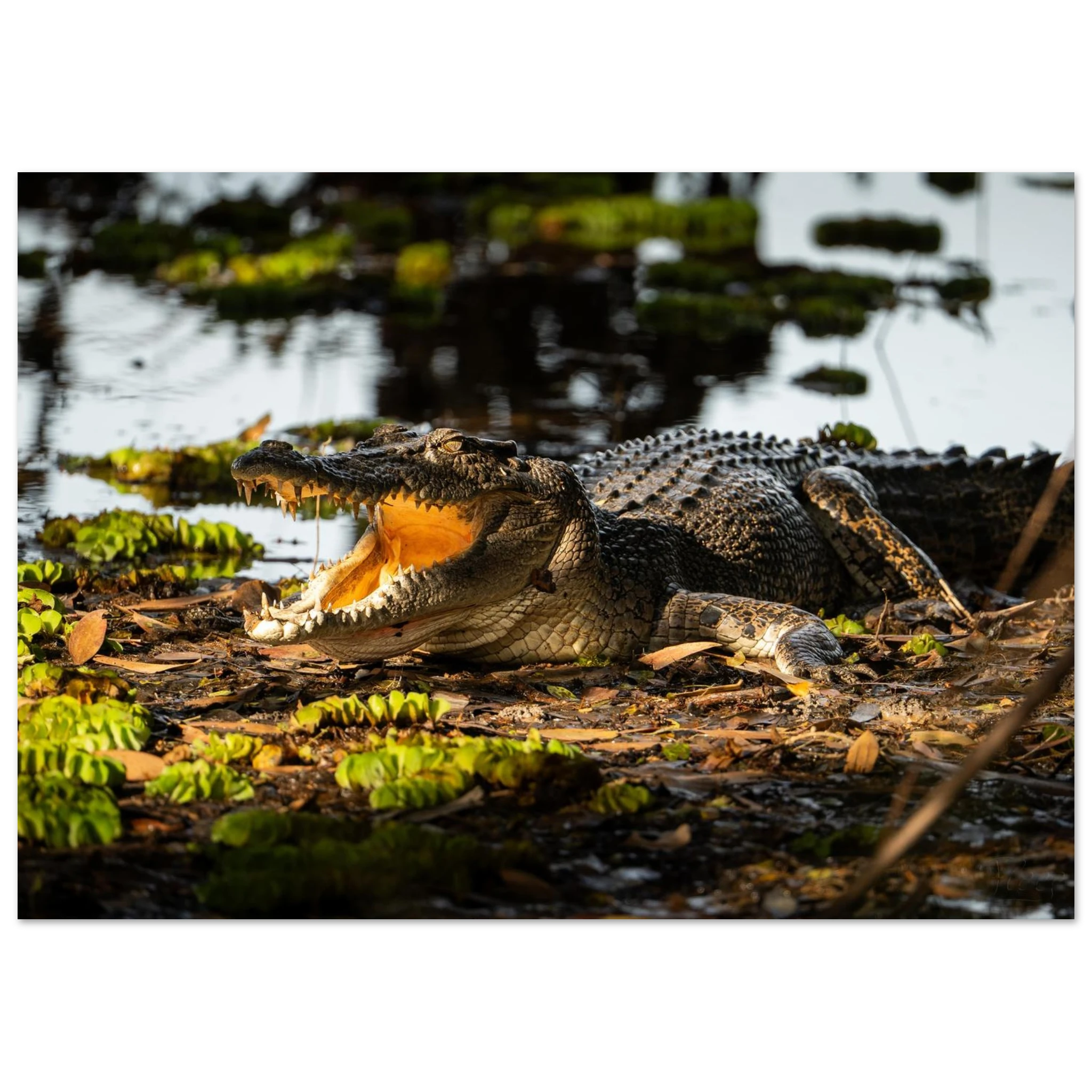 8d55950d-553b-452e-956d-47a3cbb149e9