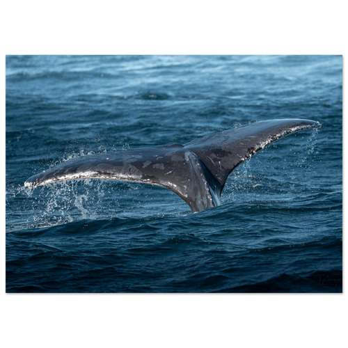 9a1ce2e8-60f1-46bb-a849-d637f3f54fca