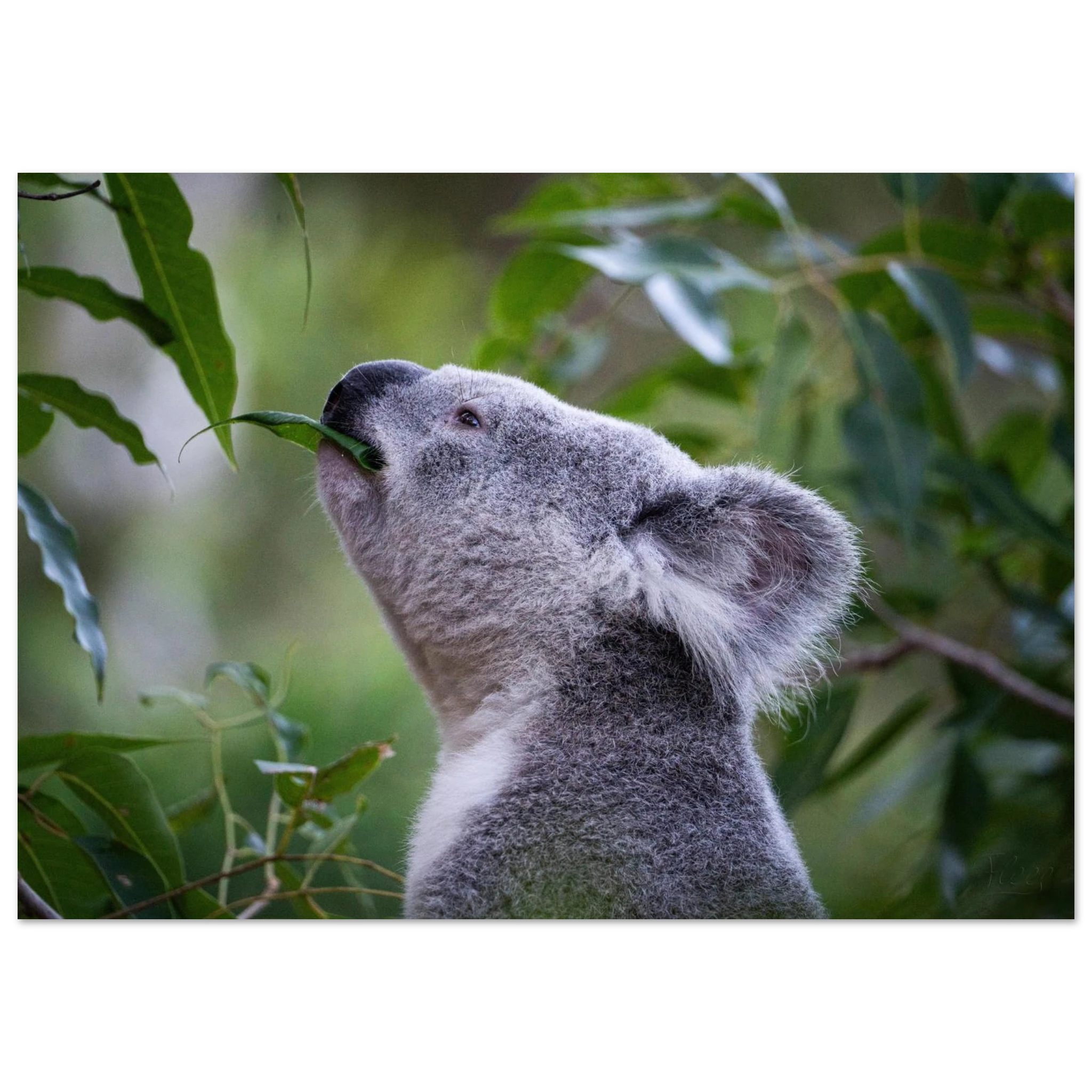 a913586a-d11a-4256-8203-4c627b668766