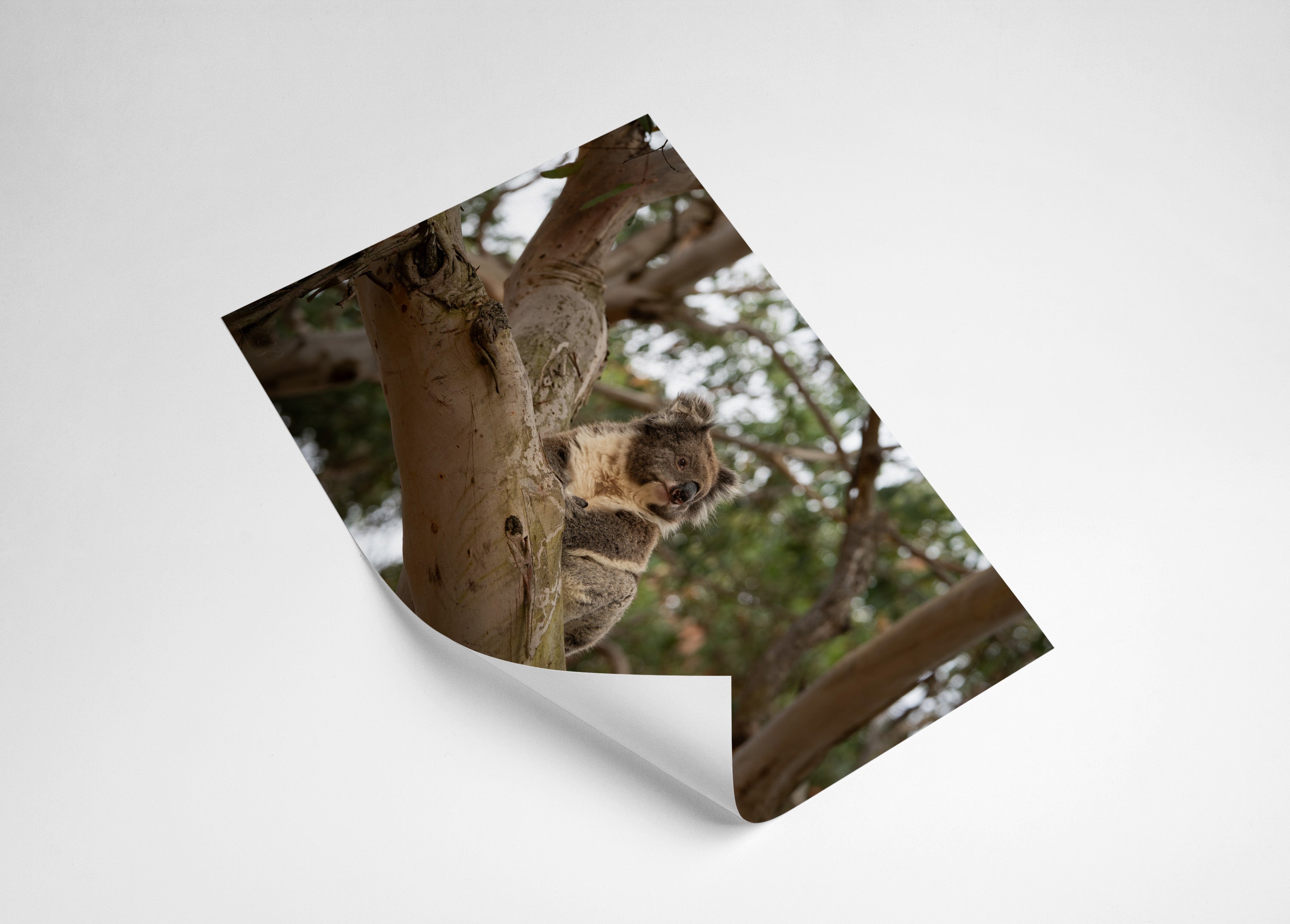 caaeab40-8bae-4c5a-82b5-b33fd45c3ada