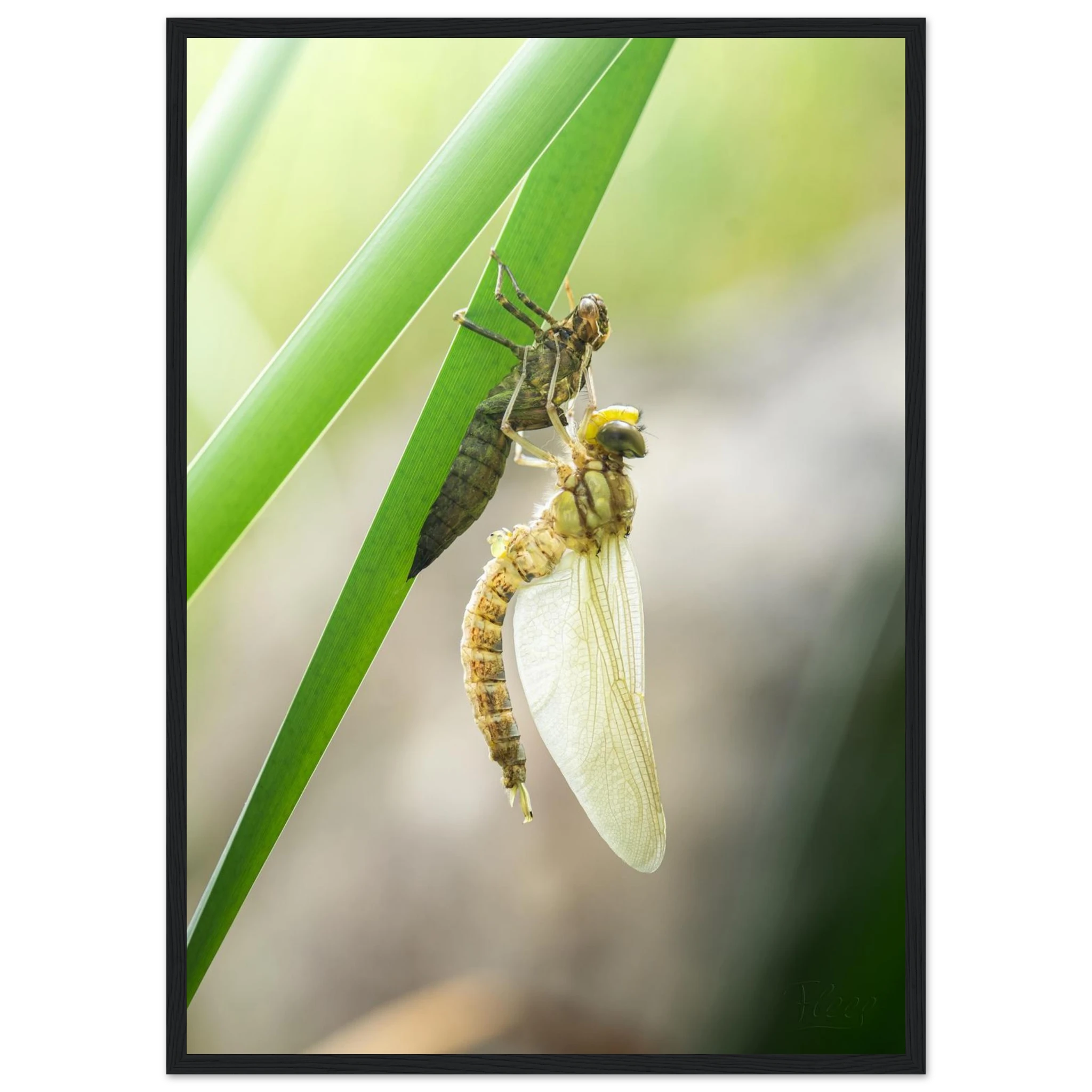 d6209dec-ea79-44e7-9fd0-6a7f3b2c3ab1