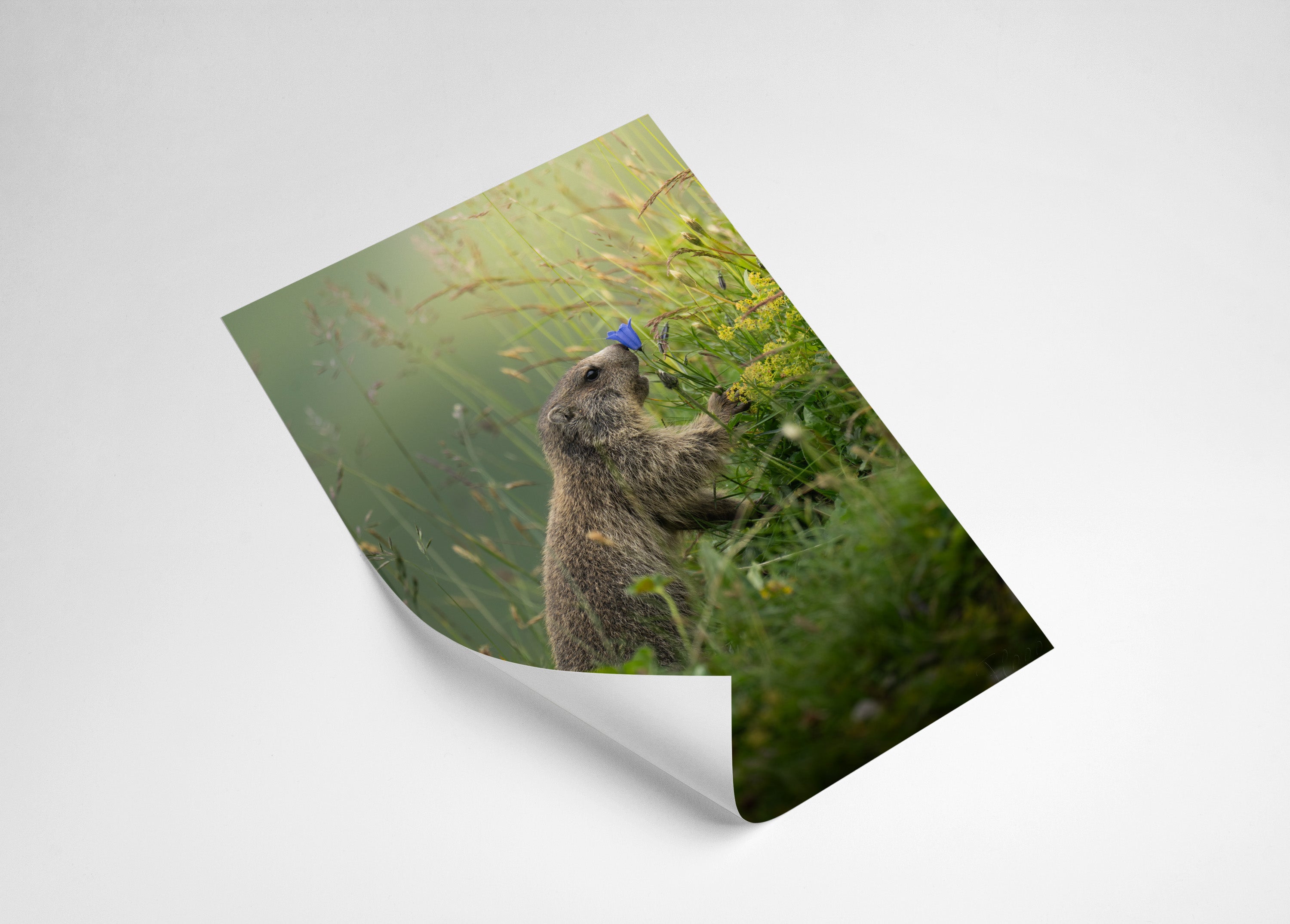 e002ba8b-7a99-4d91-b019-42c1fecbc117