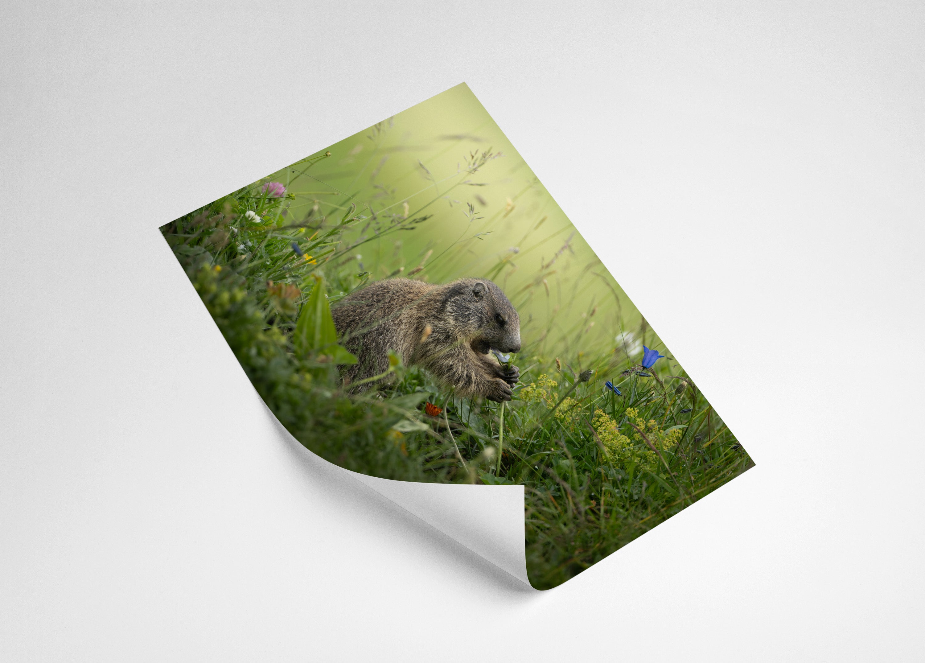 ef18cff9-debf-4974-9b0f-db0ee416ae54