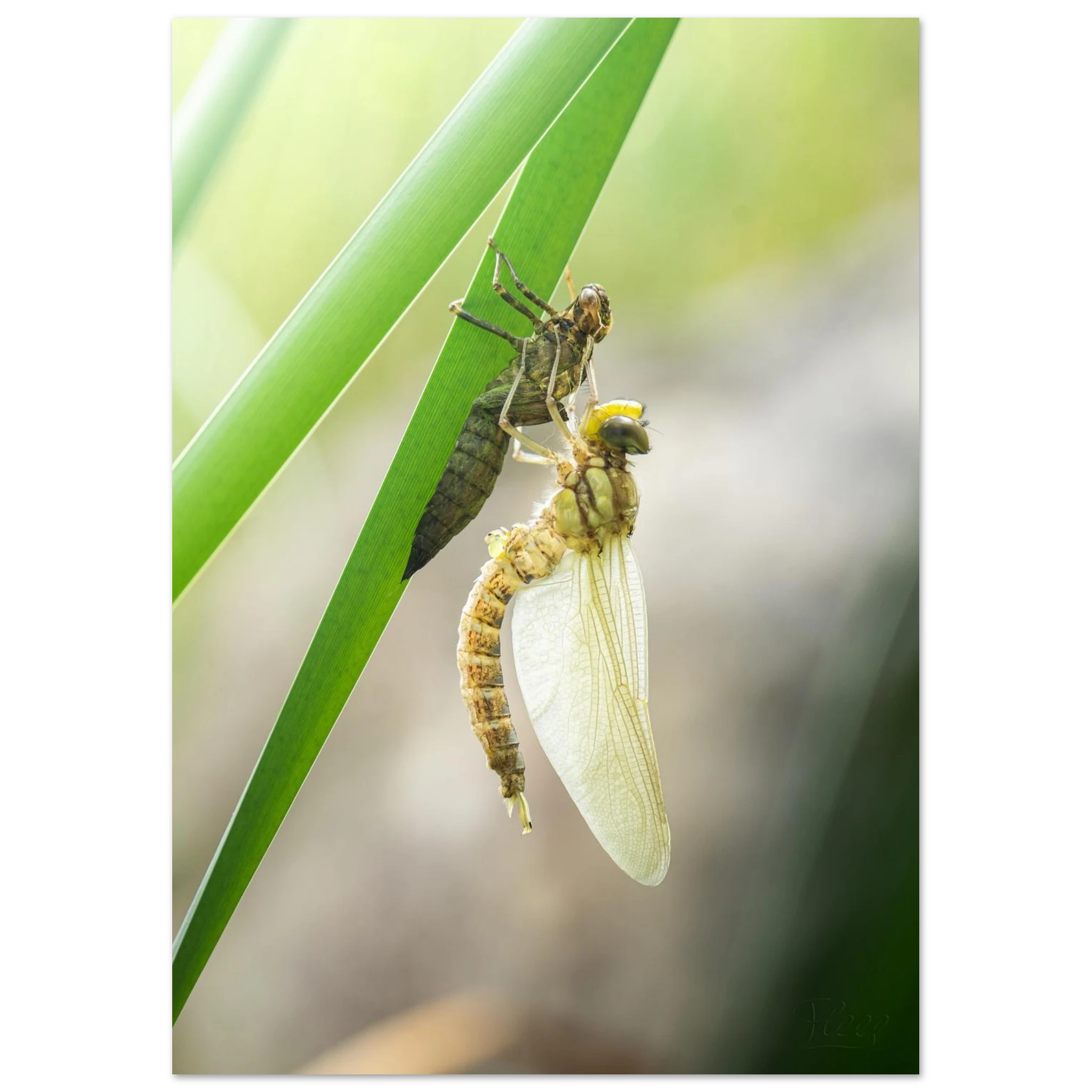 f62ba7f0-2953-44cf-8800-79f8bee26f4b