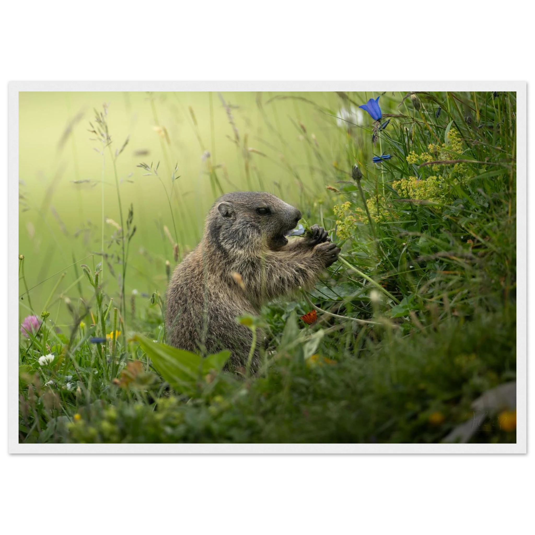 f80b0a6c-7685-42a0-b05c-7edc64e4c8e7