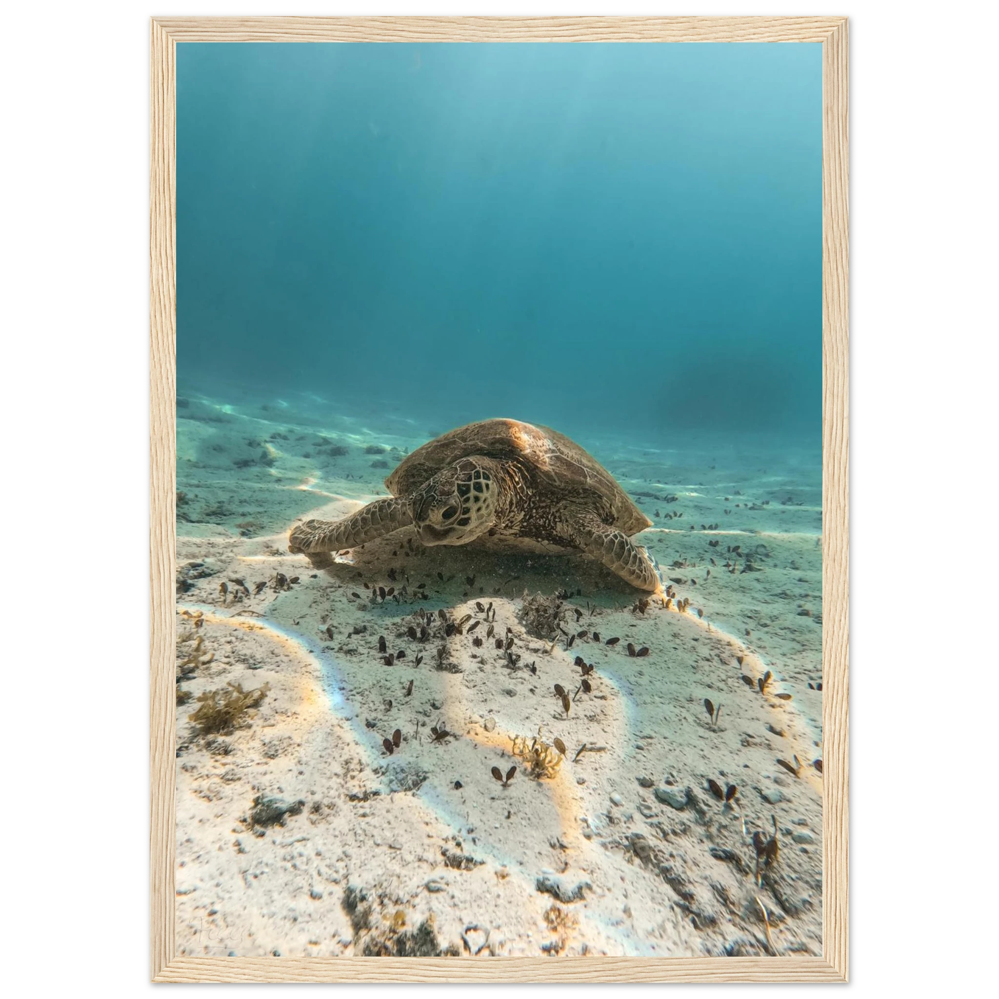 f8eeefd0-f6f6-43ea-a1b0-d6bc0fd9862f