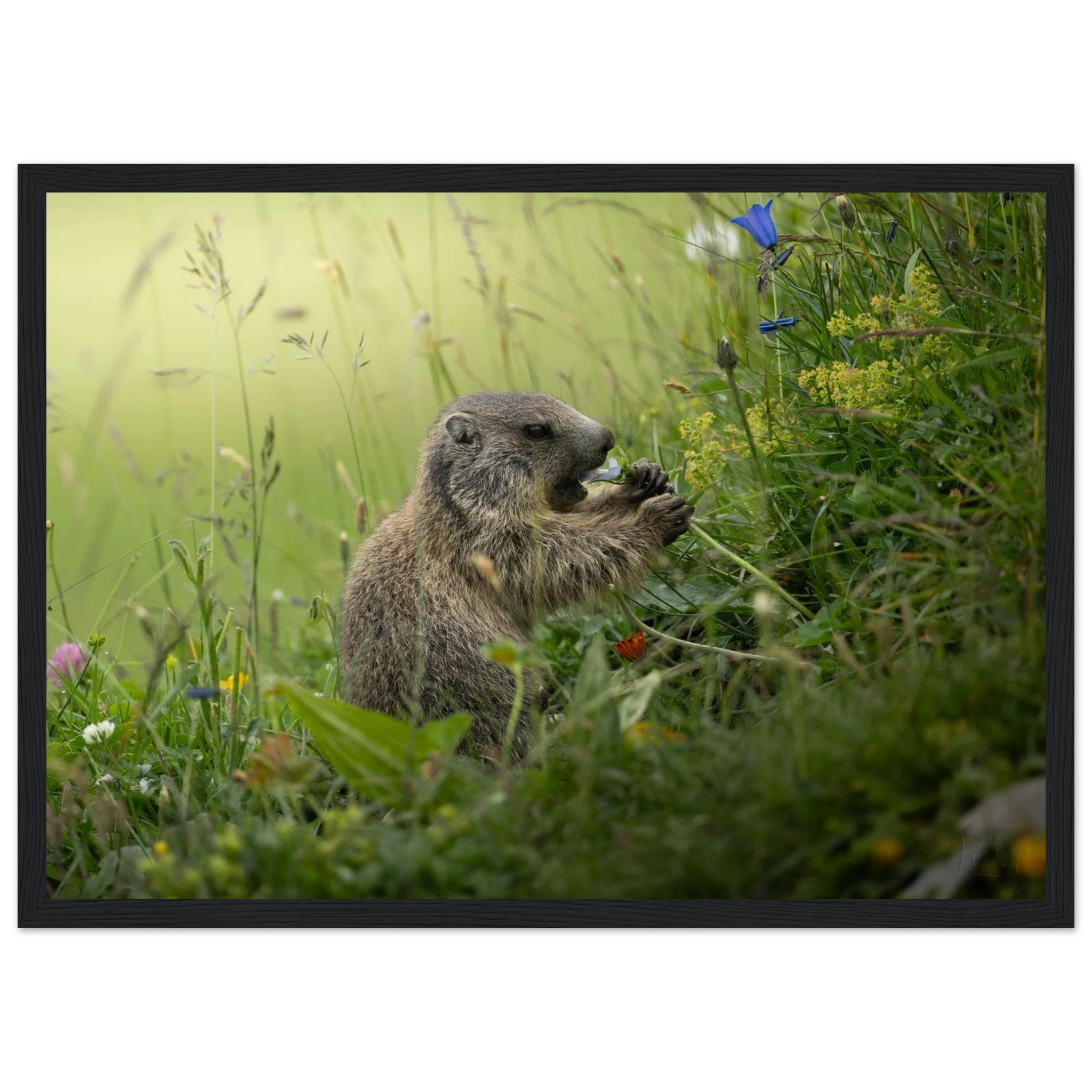 fc530985-811c-4a39-becb-0aceae44ff9c